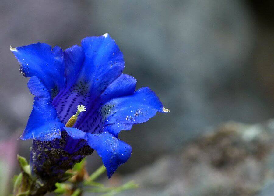 blue-enzian-116123_900 Enzian
